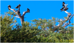 Yellow-tailed Black Cockatoos